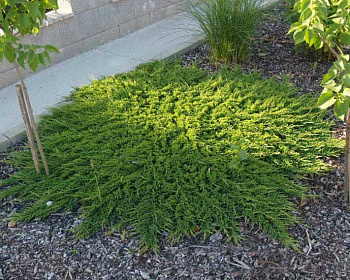 Можжевельник горизонтальный "Принц Уэльский"