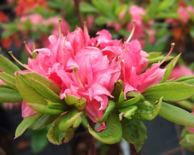 Азалия крупноцветковая "Хоумбуш"