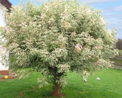 Клен ясенелистный "Фламинго"