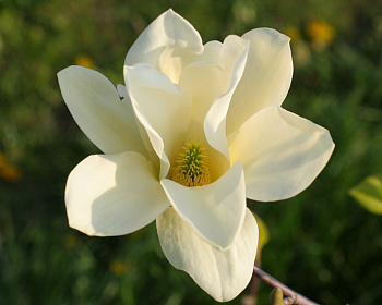 Магнолия "Еллоу Ривер"