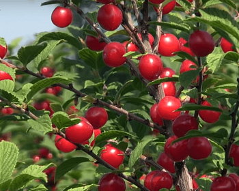 Вишня войлочная "Натали"