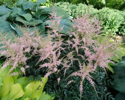 Астильба простолистная "Хенни Графланд"