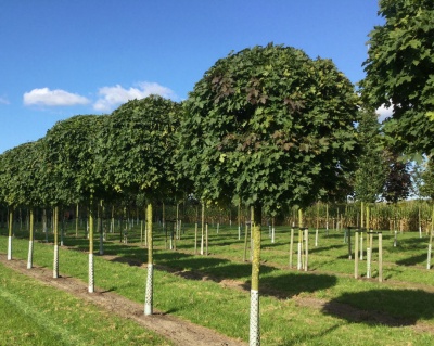 Клен остролистный "Глобозум" (штамбовая форма)