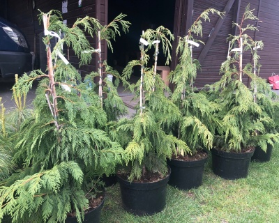 Кипарисовик Нутканский "Пендула"