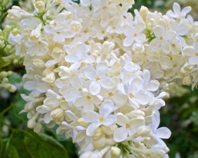 Сирень "Примроуз"