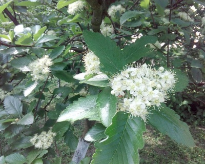 Рябина садовая "Дуболистная"