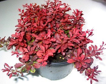 Барбарис Тунберга "Fire Ball"