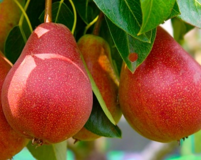 Груша "Нарядная Ефимова"