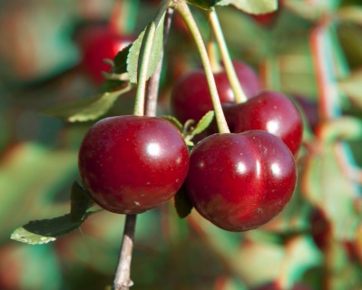 Вишня колоновидная "Королева"