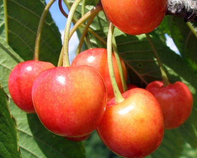 Черешня "Северная"