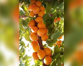 Абрикос колоновидный "Голд"