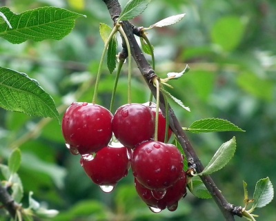 Вишня "Малышка"