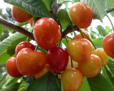 Черешня "Северная"