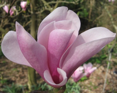 Магнолия "Хевен Сцент"