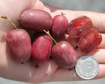 Актинидия Аргута "Женева" (двудомная)