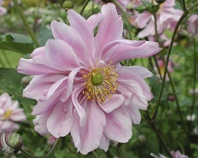 Анемона гибридная "Леди Гилмор"