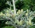 Пихта корейская "Сильберлок"