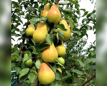 Груша колоновидная "Северянка"