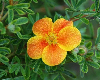 Лапчатка "Аннет" (Annette)