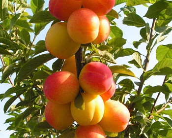 Алыча "Ветразь-2"