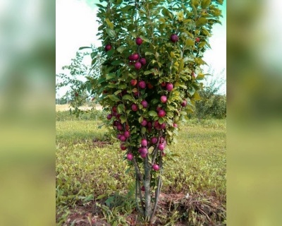 Слива колоновидная «Блю Свит»