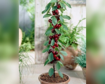 Вишня колоновидная "Малютка"