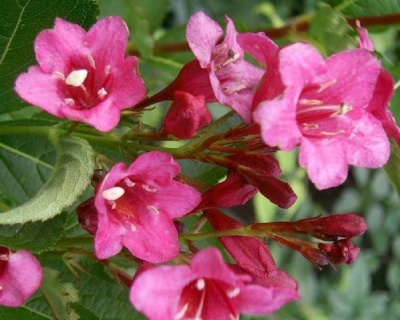 Вейгела цветущая "Rumba"