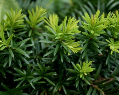 Тис средний "Хикси"