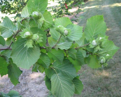 Фундук "Северный"