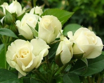 Спрей-роза «Сноу Денс»