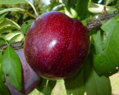 Шарафуга (гибрид абрикоса, сливы и нектарина)