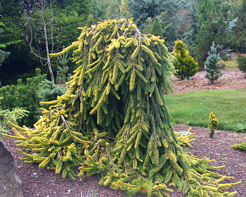 Ель обыкновенная "Голд Дрифт"