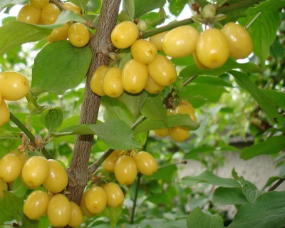 Кизил "Янтарный"