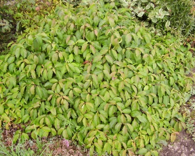 Дерен отпрысковый "Келси" (Kelsey)