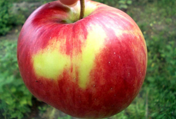 Яблоня мультипрививка "Конфетное-Орловим"