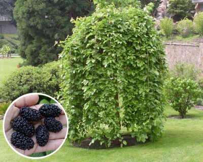 Шелковица Плакучая "Черная Баронесса" (на штамбе)
