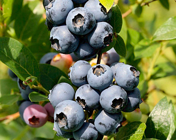 Голубика "Нортланд (Northland)"