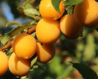 Алыча "Лодва"