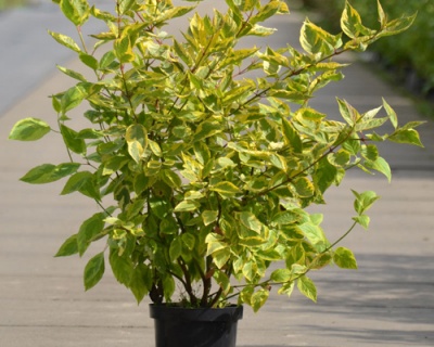 Дерен белый "Шпети" (Spaethii)