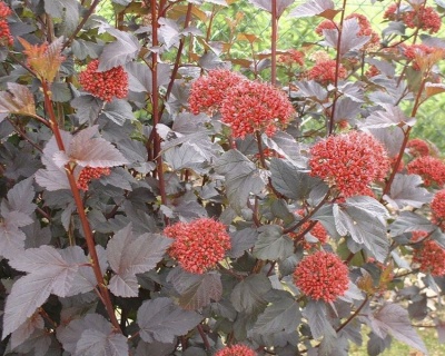 Пузыреплодник "Диабло" (Diabolo)