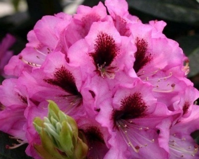 Рододендрон "Кокардия"