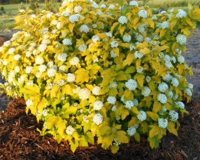 Пузыреплодник "Дартс Голд" (Dart’s Gold)