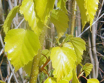 Береза бородавчатая "Голден Клоуд"