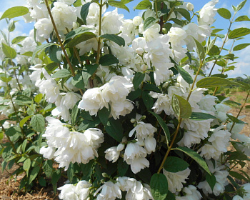 Чубушник "Сноубель"