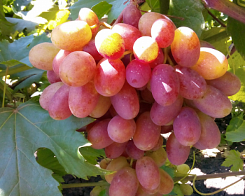 Виноград "Виктория"