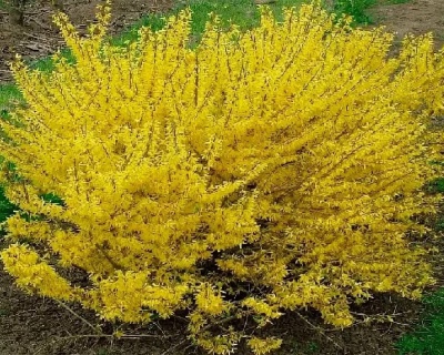 Форзиция гибридная "Малух"