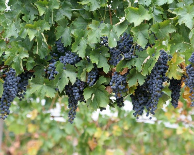 Виноград "Макси Черный "