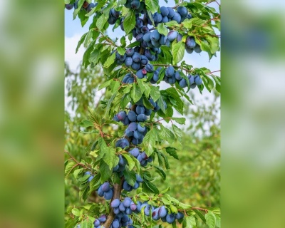 Слива колоновидная "Оскар Плюс"