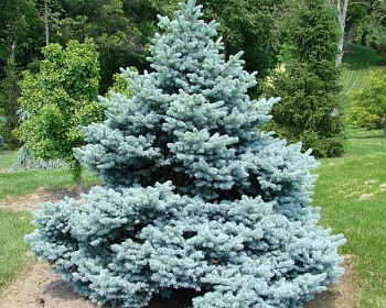 Ель колючая "Монтгомери"