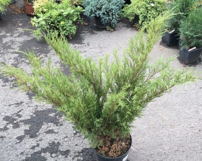 Можжевельник казацкий "Мас"